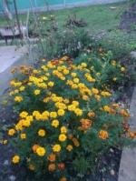 Серпнева ніч