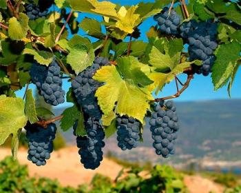 Сині грона винограду...