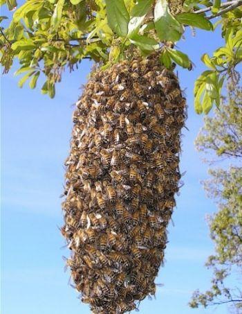 Пчелиная борода