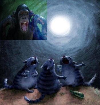 Котячі посиділки