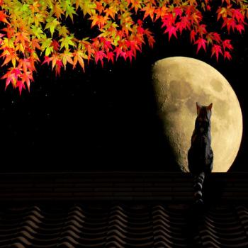 Осінні тумани імлисті