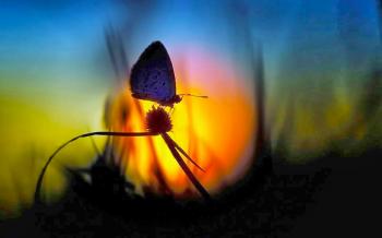 Жага щорання