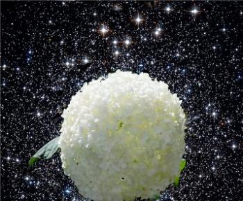 Надто ніжно