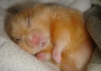 Сни рудого хом`яка