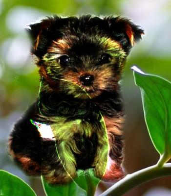 Собачка Муля