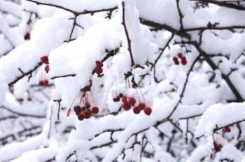 &laquo;ЛАНЦЮГ СРІБЛИСТИЙ – ЛАНКАМИ...&raquo;