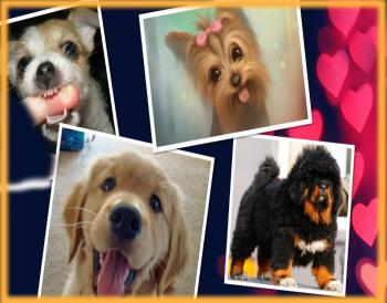 Цуценя у Черзі