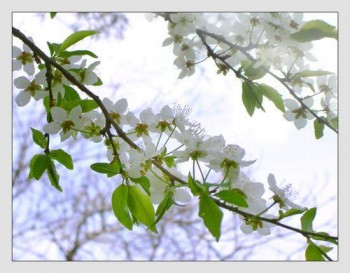 Нездійсненна мрія