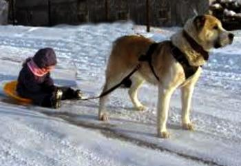 Собачка Хоче Гуляти