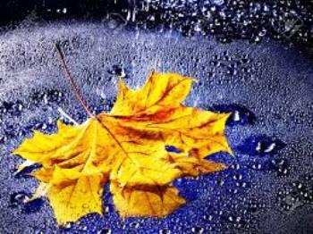 Політикуму