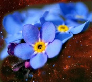 Небесні Незабудки