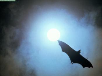 В тривожності польоту