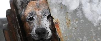 Три переспіви