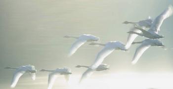 Лебединий...