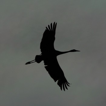 ПТАШИНІ ПРИСТРАСТІ