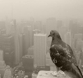 Білий голуб