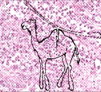 Соломинка 2