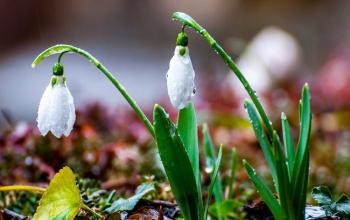 Рання весна