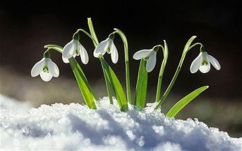 Відлуння сну