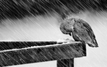 Останній сніг