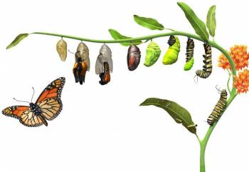 Народжений повзати може літати