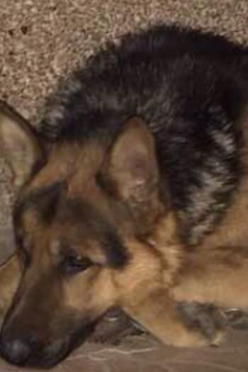 &laquo;Діоген&raquo;