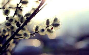 Розквітли котики верби