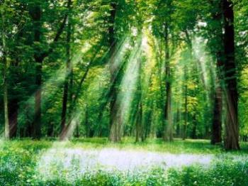 Поговори зі мною,  ліс