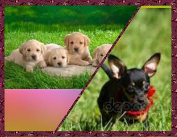 Собача Травка