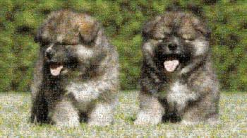 Цуценята-Ярчуки