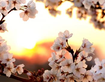 Вишневий ноктюрн