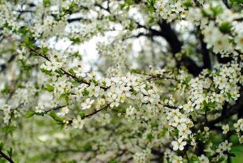 Весняні замальовки