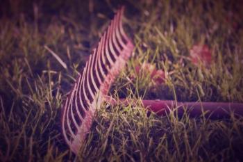 Трава Палала