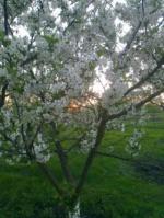 На цвинтарі