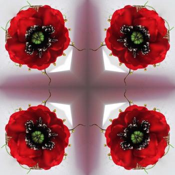 Червоний Мак