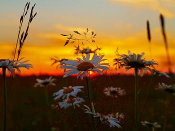 Ромашковий ноктюрн