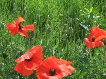 &laquo;Ой лісом луна...&raquo;