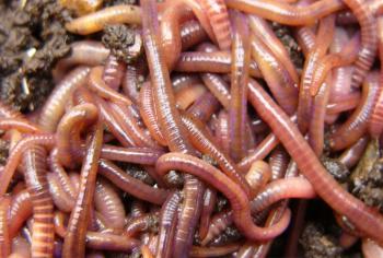 Чому звуть їх дощовими?