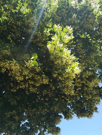 Колись я стану липою