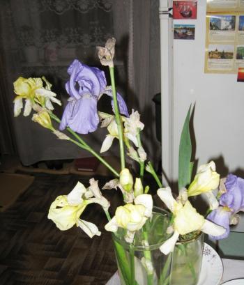 Жорстоке Правління Десятьох