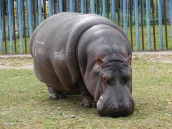 Гіпопотам