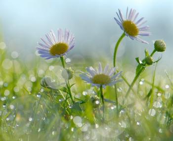 Танка медової роси