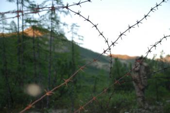 Я про дерева не пишу