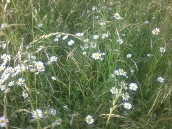 А ті трави,  ті трави такі осяйні...