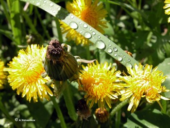 Сонячний зайчик