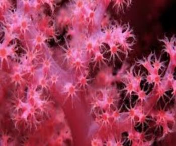 Червлені Коралі