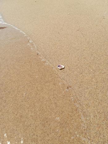 Тіла молочні