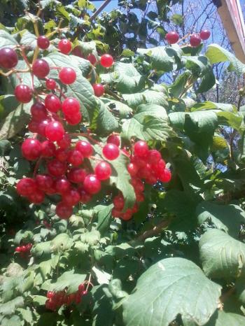 Калинове намисто...