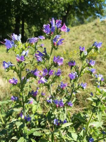 Відкружляло літечко