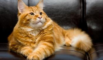 Котик і канапки